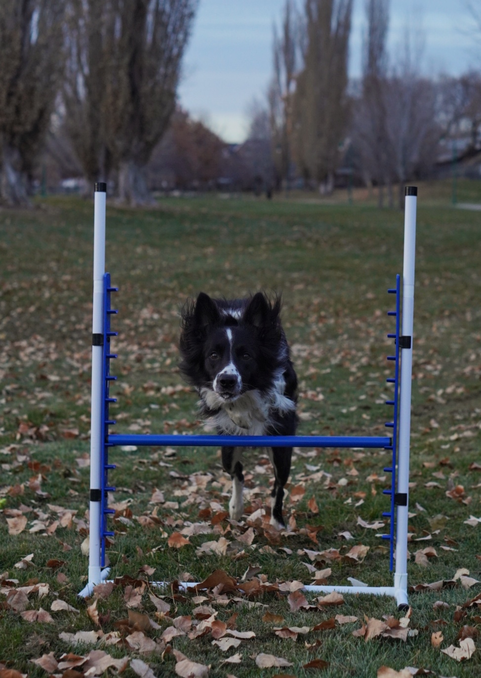 A black and white dog jumps over a blue agility hurdle on a leafy lawn.