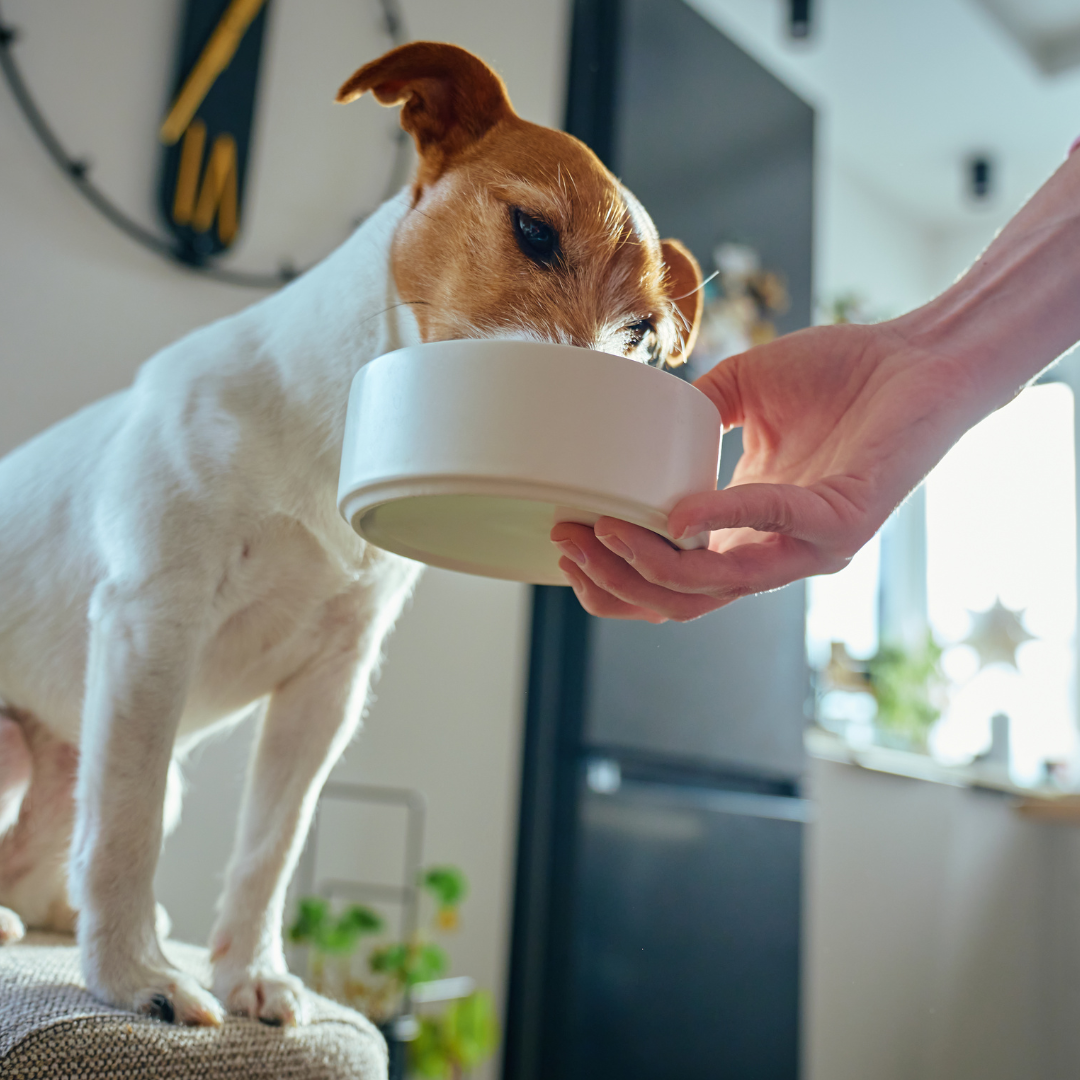 A person holds a white bowl for a small brown and white dog to eat from.