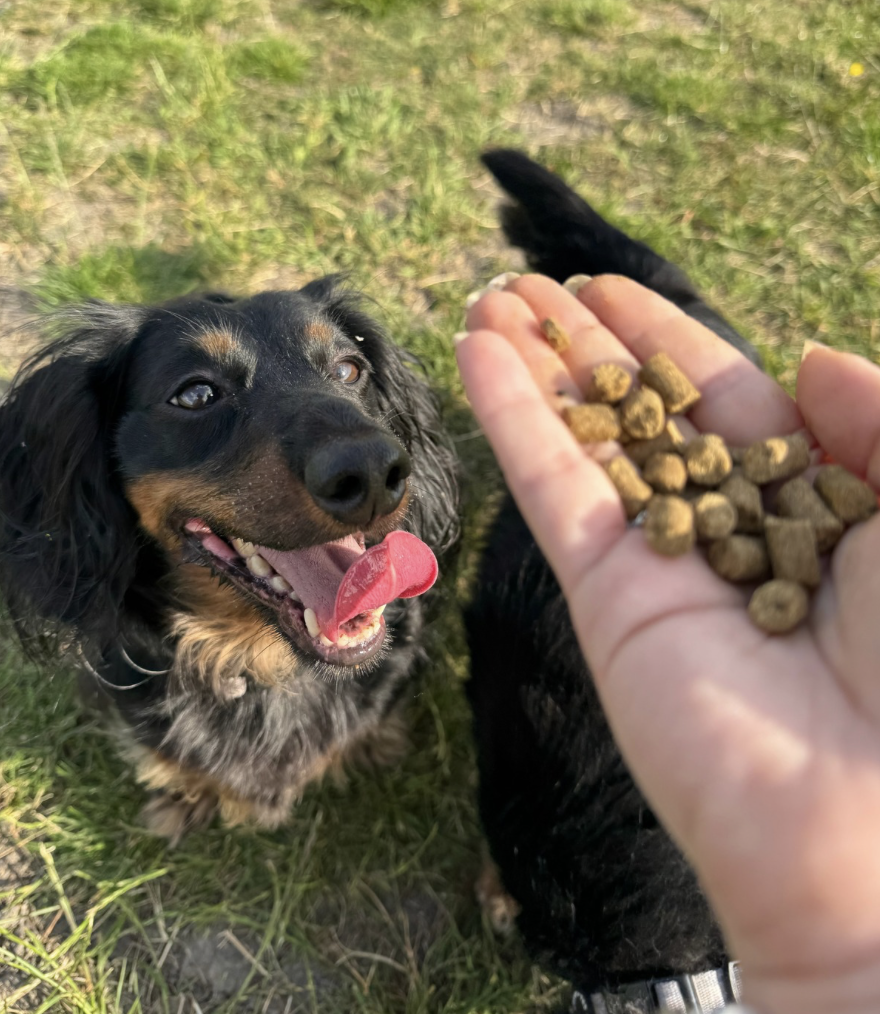 A dog smiling up at a hand holding WILD Pet Food.