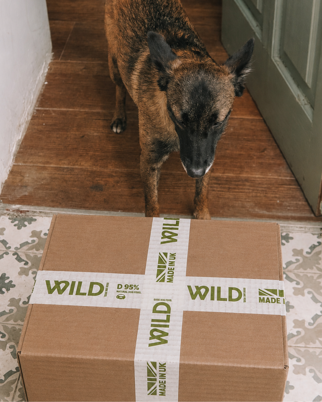 A brindle dog stands in a doorway looking down at a cardboard box with Wild brand tape.