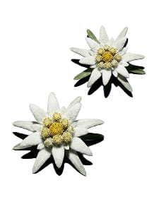 Two white edelweiss flowers with yellow centers against a plain white background.