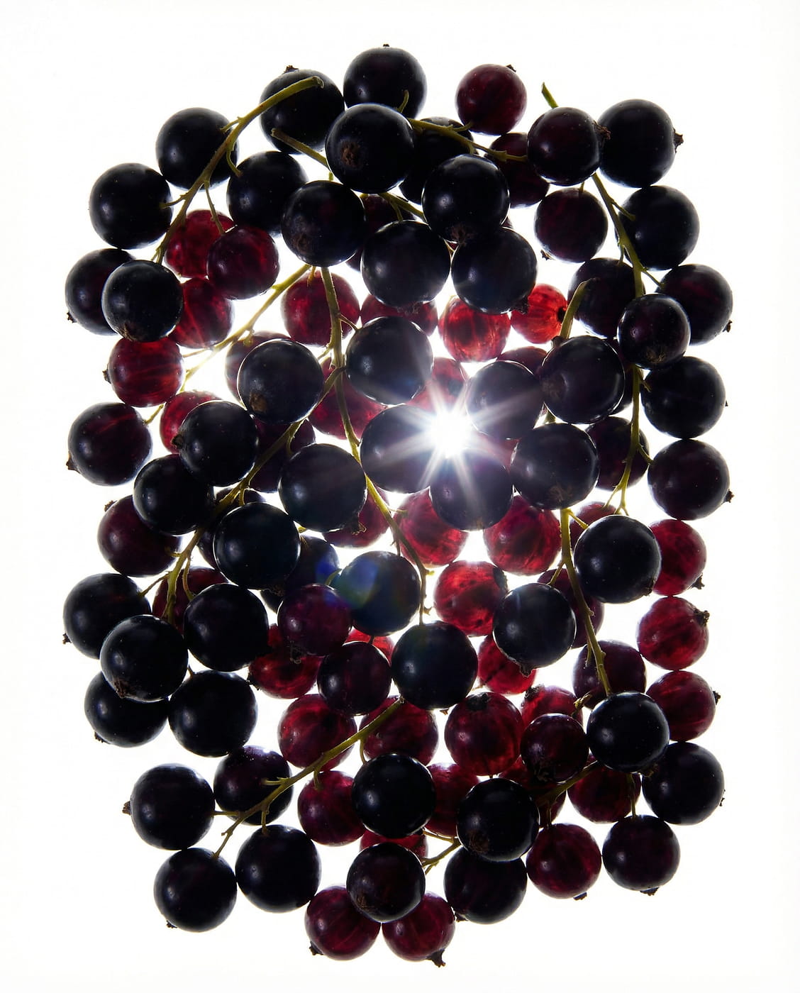 A cluster of backlit black and red currants on their stems against a bright white background.