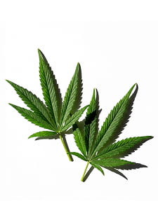 Two vibrant green cannabis leaves casting shadows on a white background.