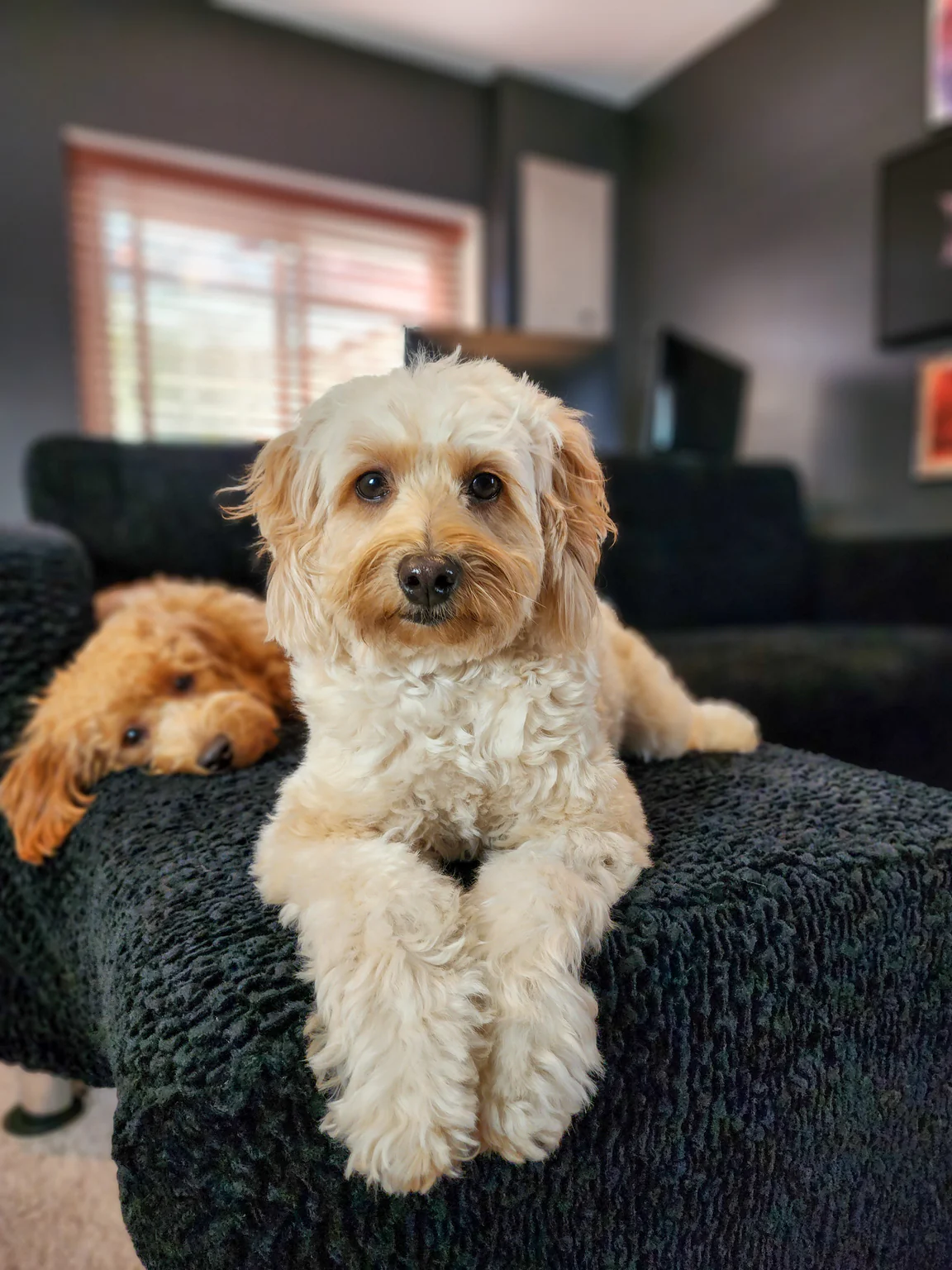 A light-colored fluffy dog with crossed paws lies on a dark couch, with another dog behind it.