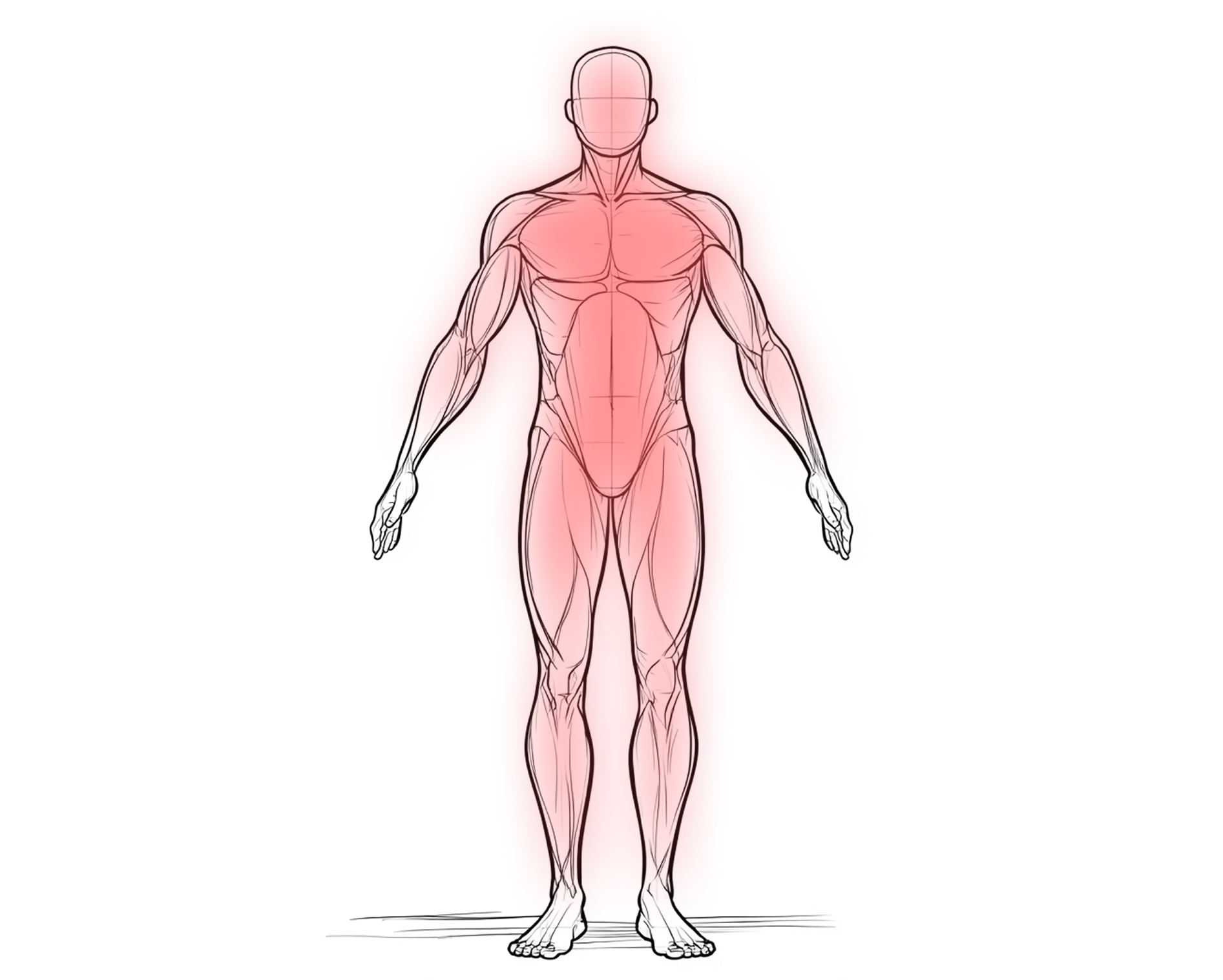 Illustration of a human body with red shading on head, shoulders, and legs.