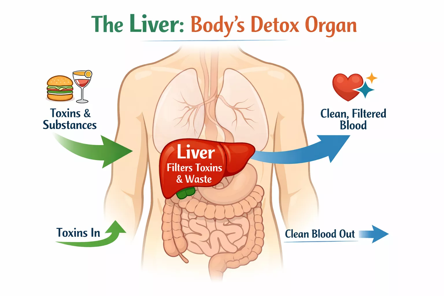 An infographic showing how the liver filters toxins and waste from the body to produce clean blood.