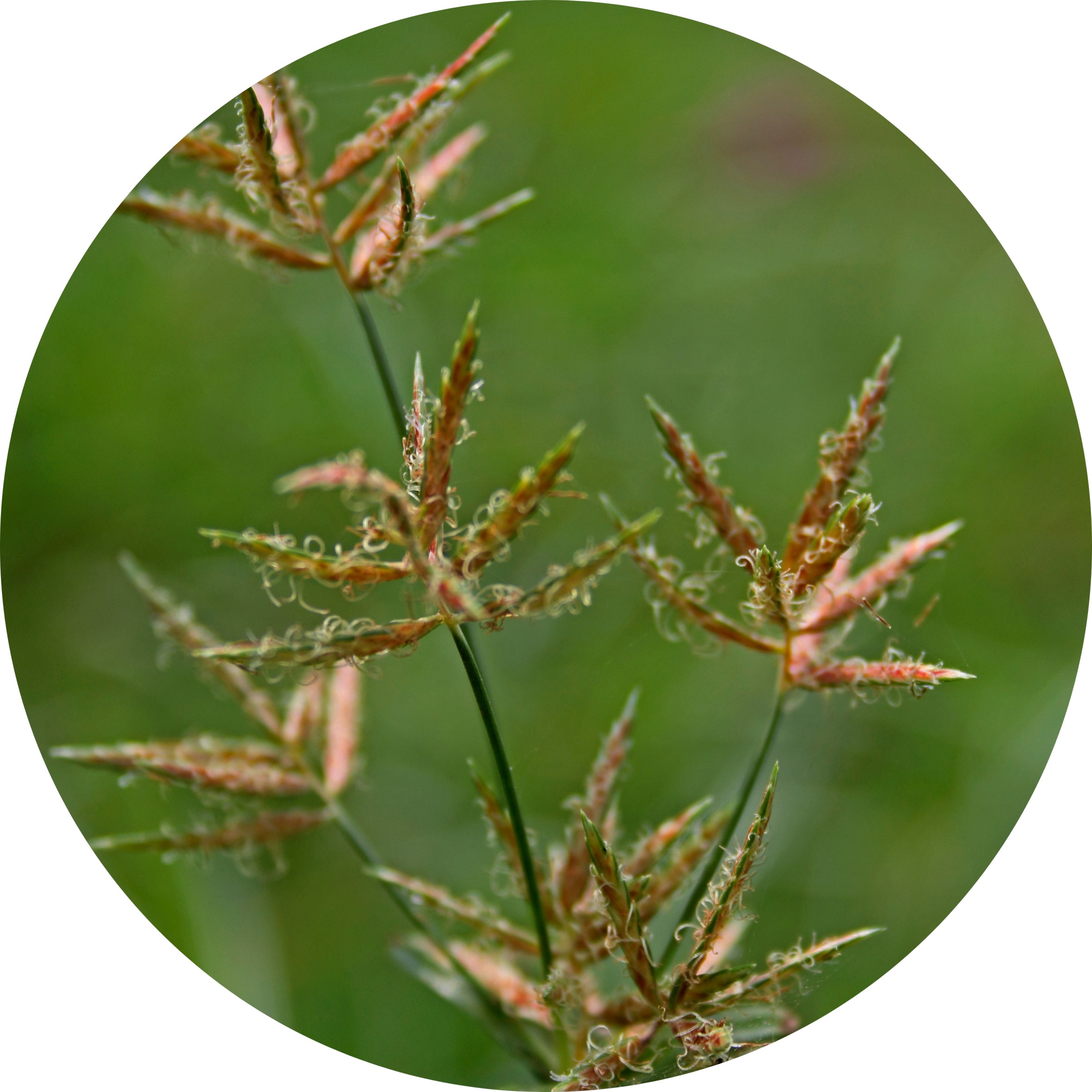 Close-up of grass seed heads with a blurred green background.