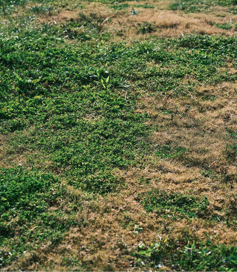 Patchy grass with green and brown areas.