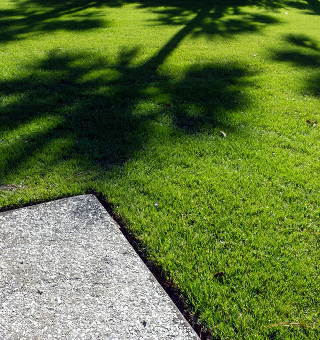 Shadows of trees on green grass next to a concrete path.