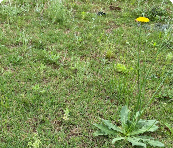 A grassy field with a single yellow dandelion flower.