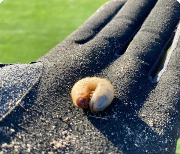 A small grub on a black gloved hand outdoors.