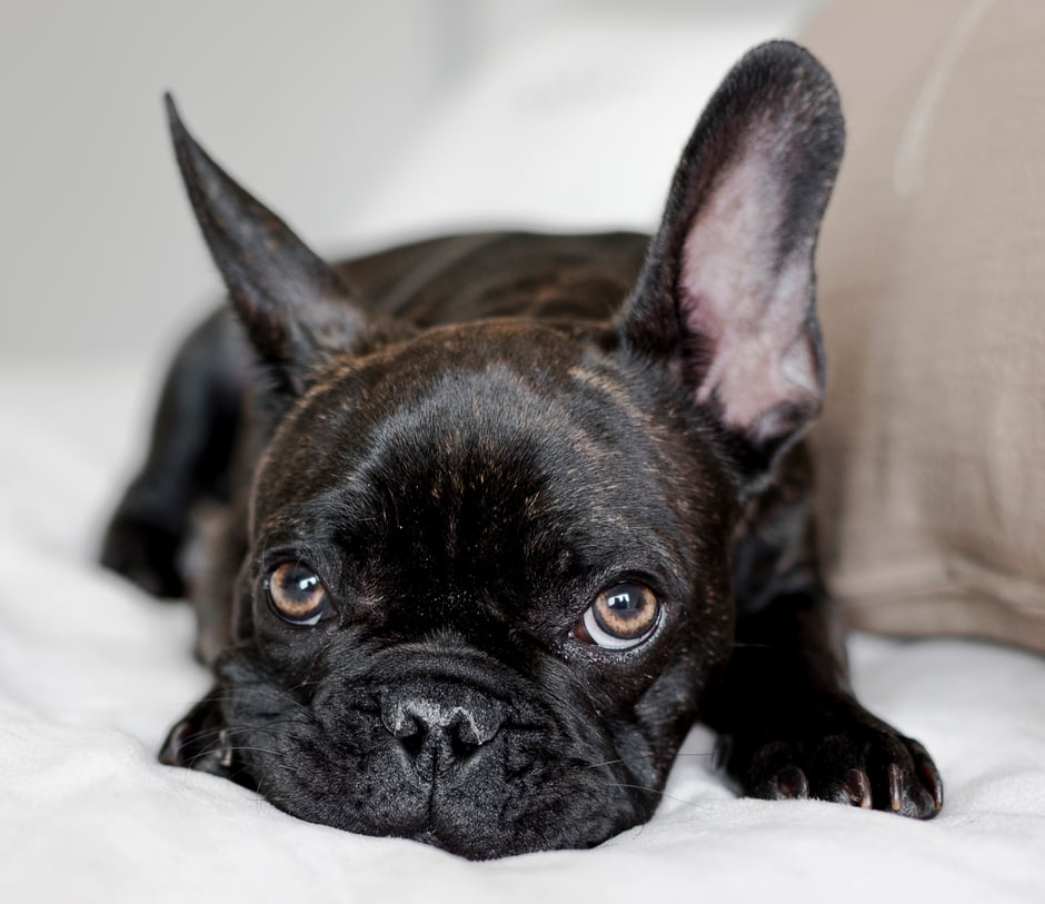 Black French Bulldog resting
