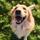 Happy Dog