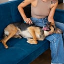 Sleeping Dog