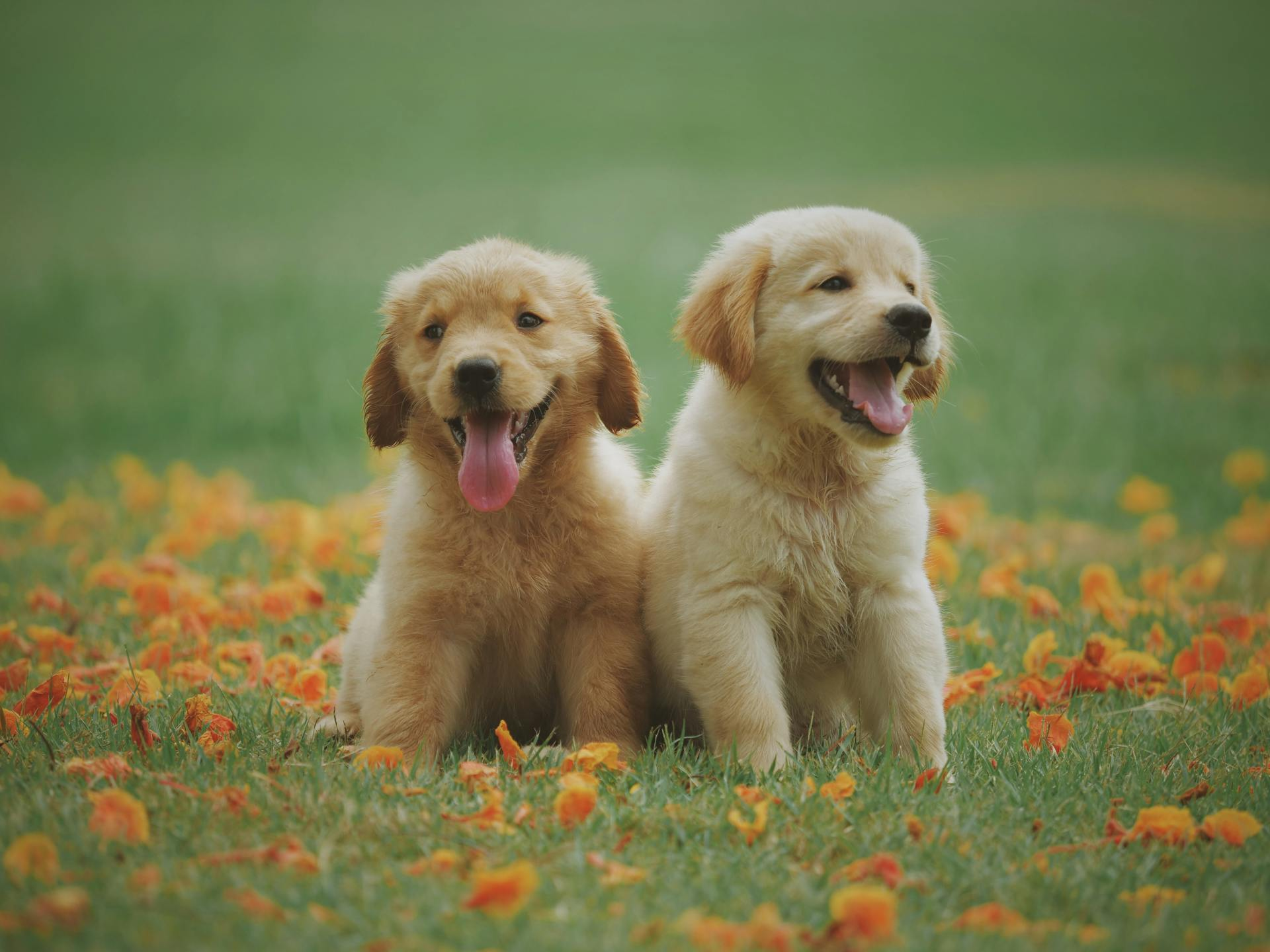 Two golden retriever puppies sitting on grass with orange flowers.