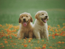 Playful Dog