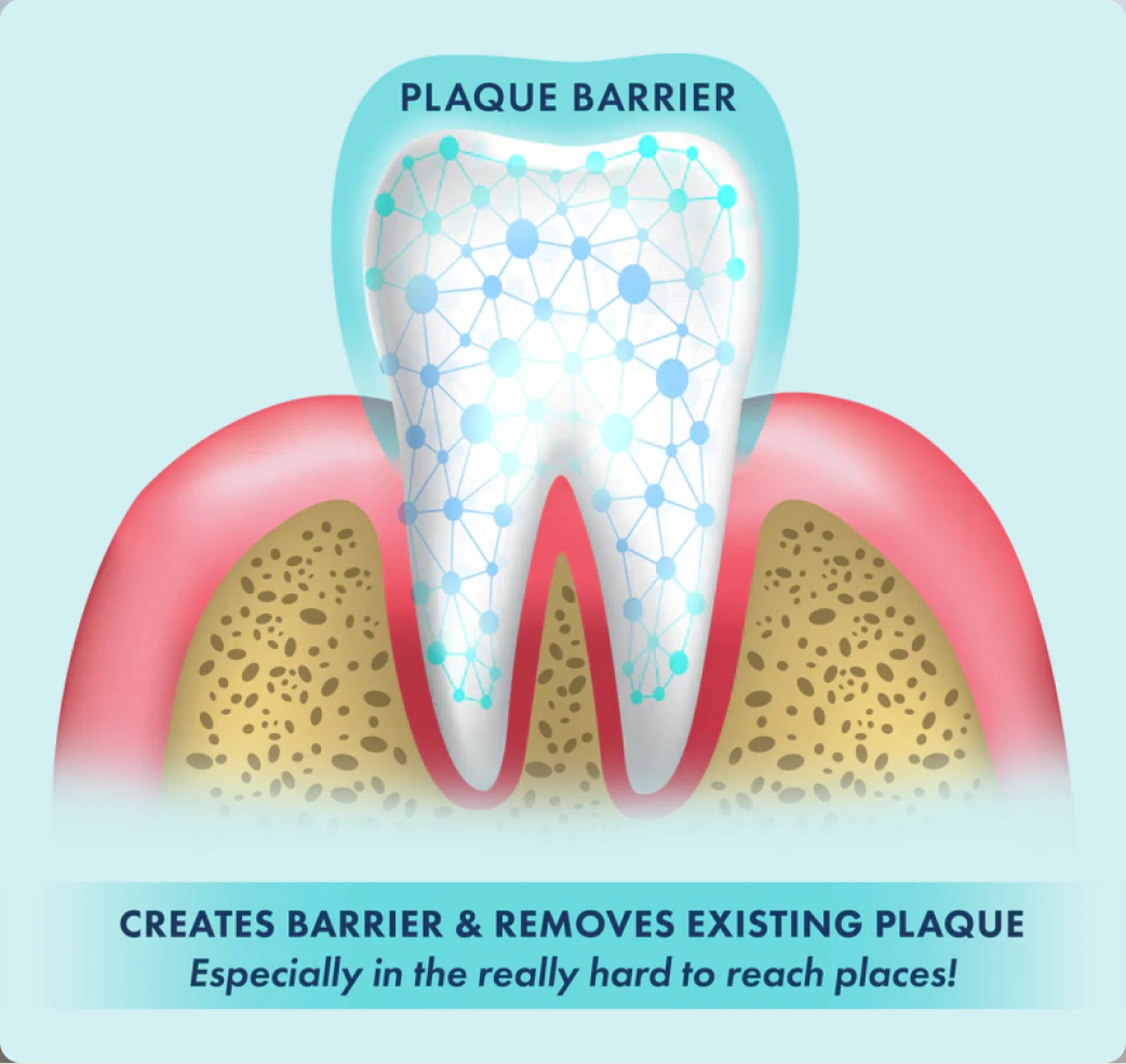 An illustration of a tooth in the gum, showing a protective 'Plaque Barrier' over its surface.