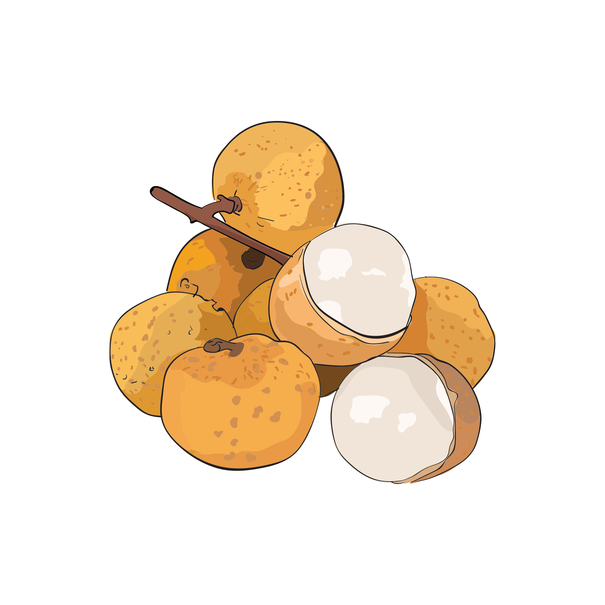 Illustration of longan fruits, some peeled to reveal white flesh.