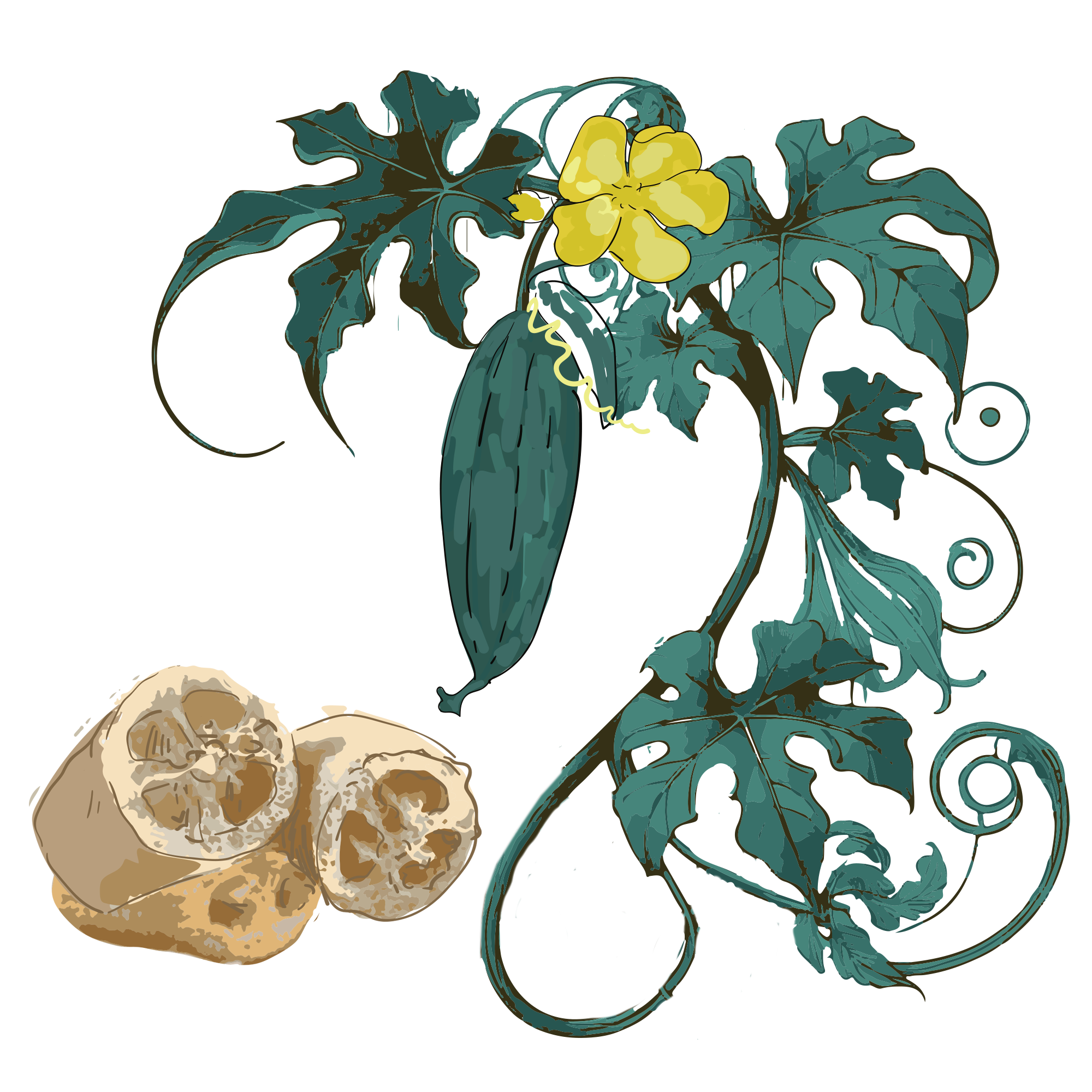 Illustration of a plant with green leaves, yellow flower, and sliced fruit.