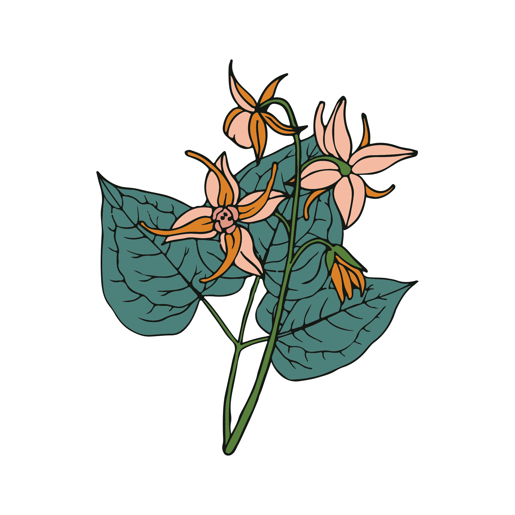 Illustration of a plant with pink flowers and green leaves on a black background.