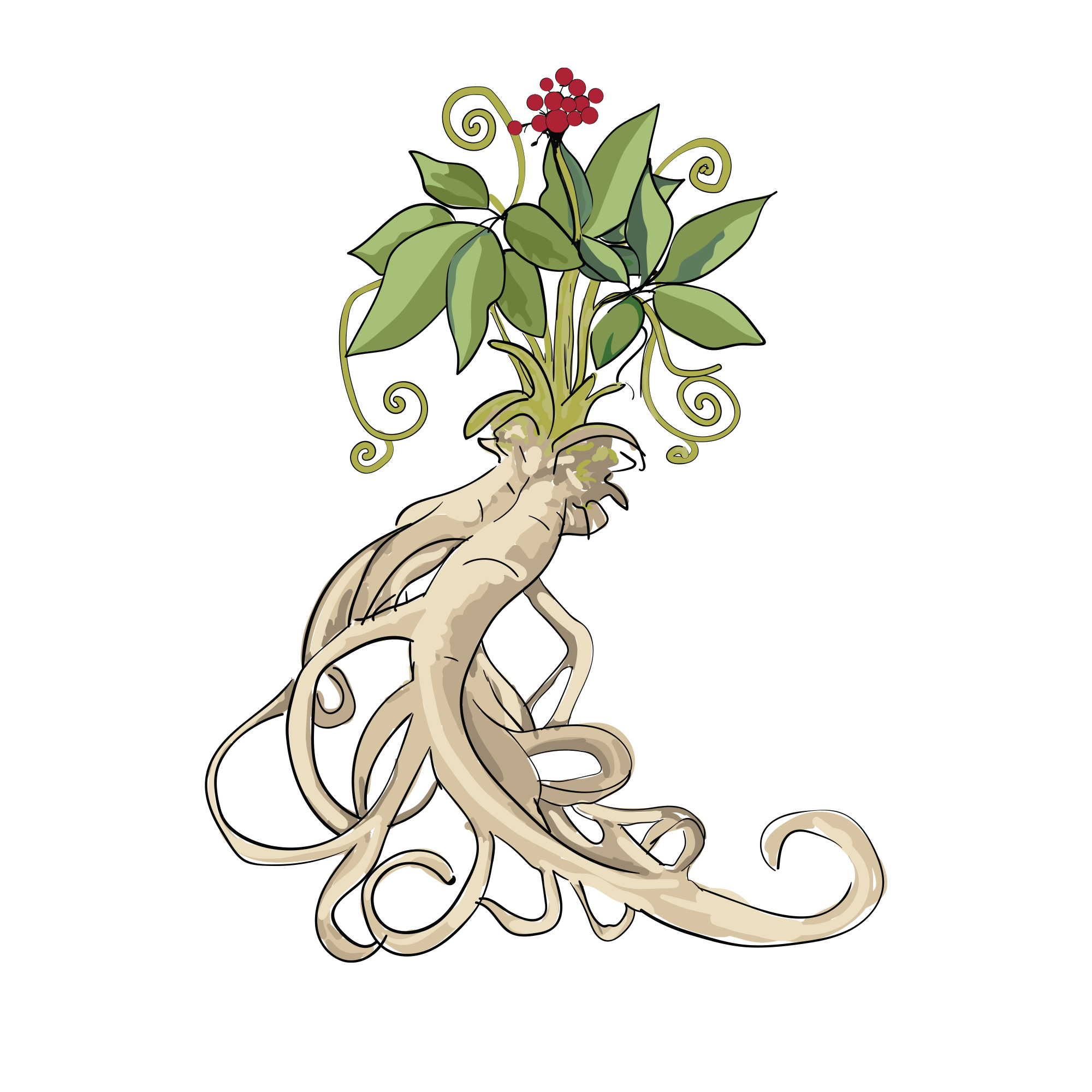 Illustration of a ginseng root with green leaves and red berries.