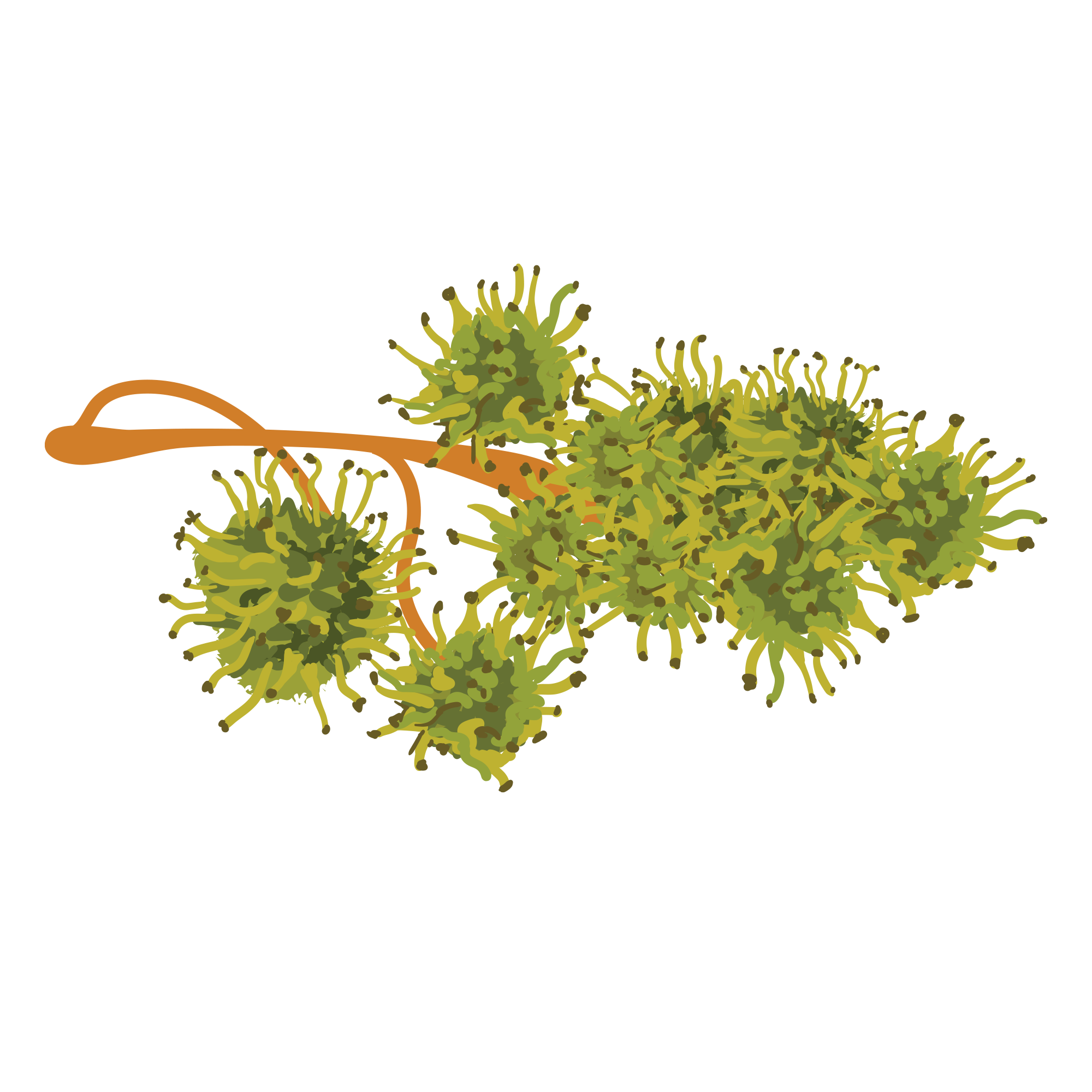 Illustration of green spiky plant clusters on a brown stem.