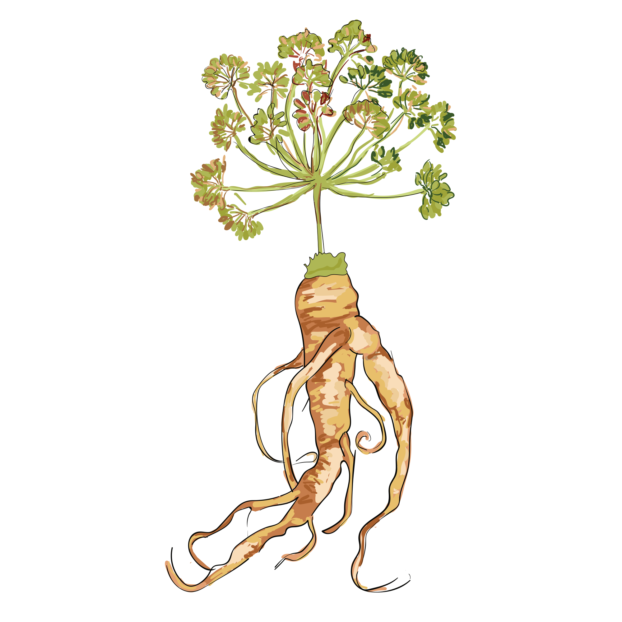 Illustration of a ginseng root with green leaves on a black background.
