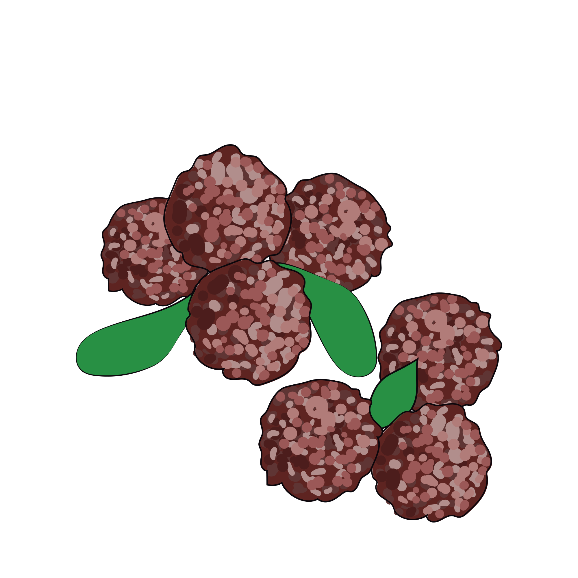 Illustration of brown, round clusters with green leaves on a black background.