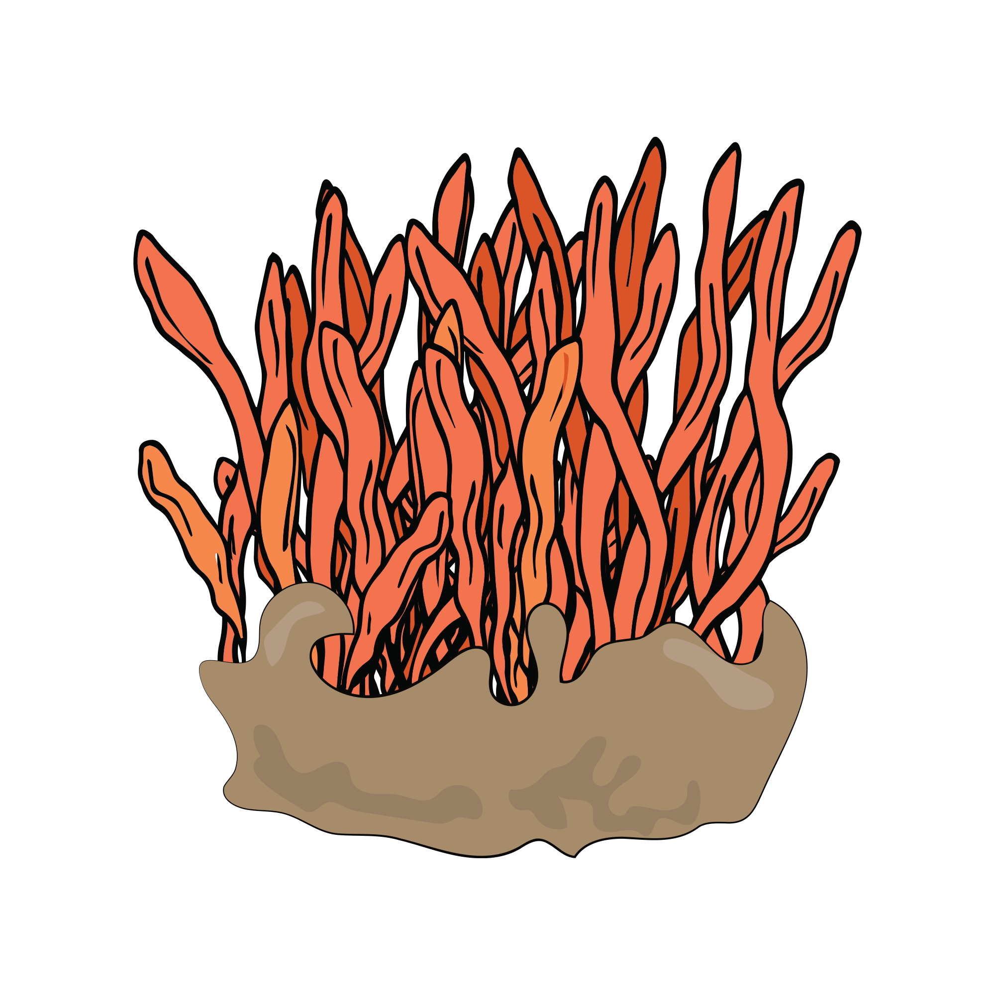 Illustration of orange coral-like structures on a brown base.