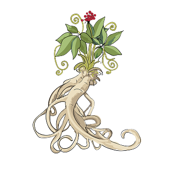 Illustration of a ginseng root with green leaves and red berries.