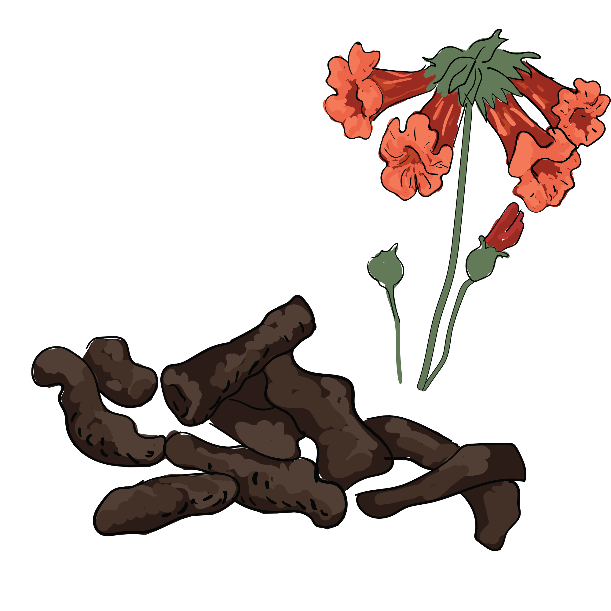 Illustration of red flowers and brown roots on a white background.