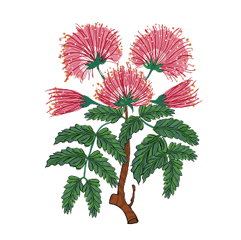 Illustration of a flowering plant with pink blooms and green leaves.