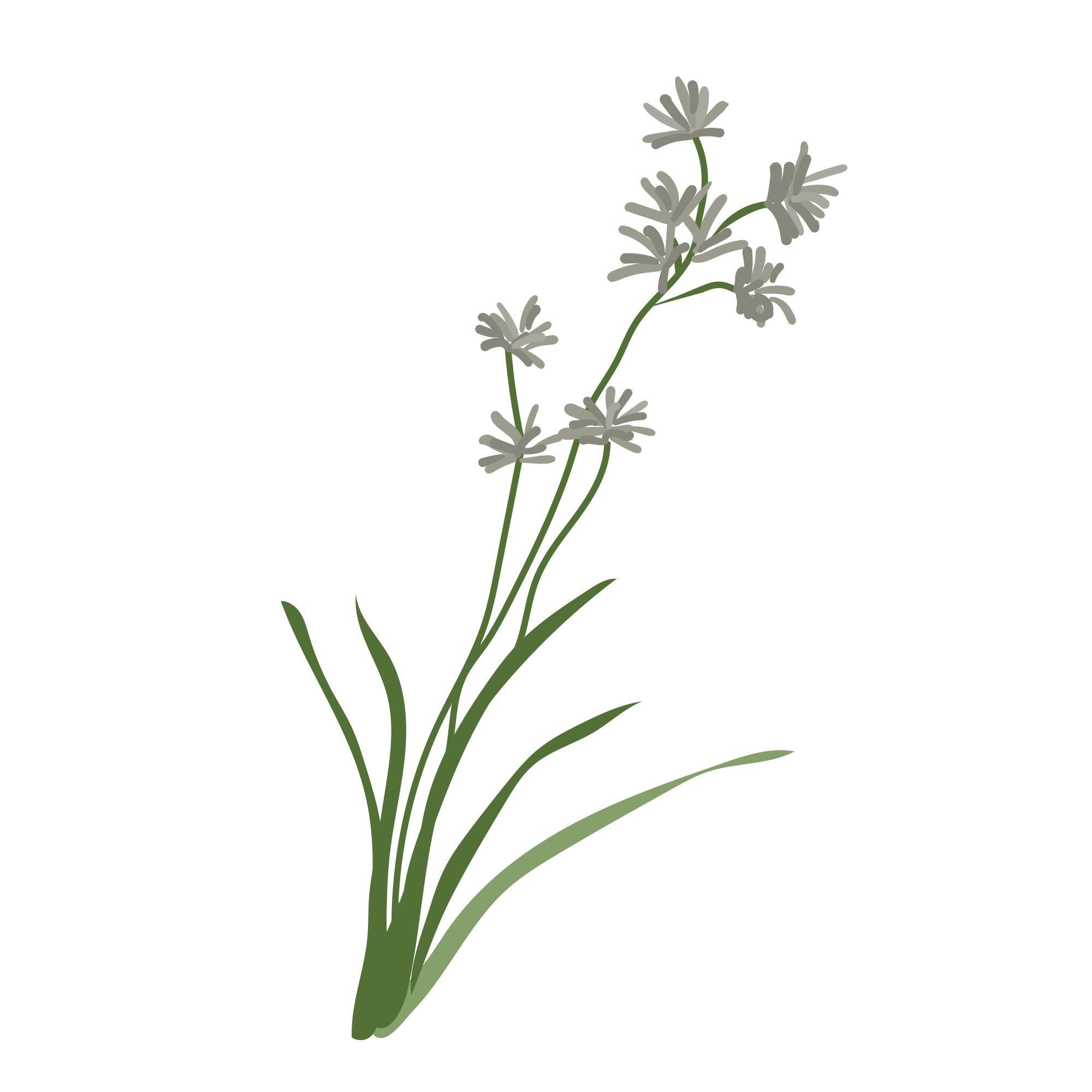 Illustration of a green plant with small white flowers on a black background.