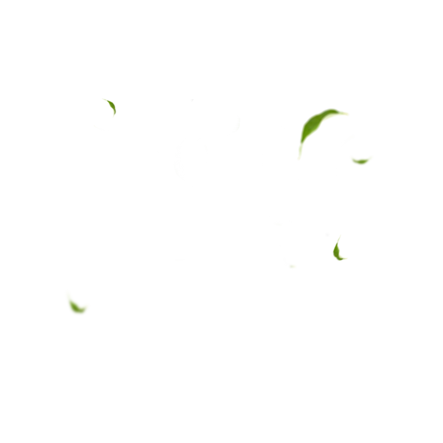 Sliced green chili peppers scattered on a white background.