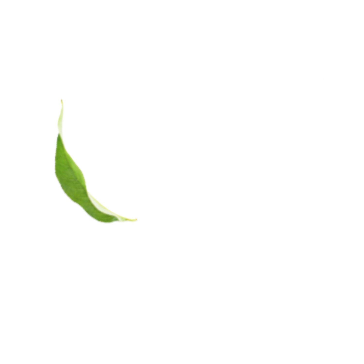 Single green leaf on a solid green background.