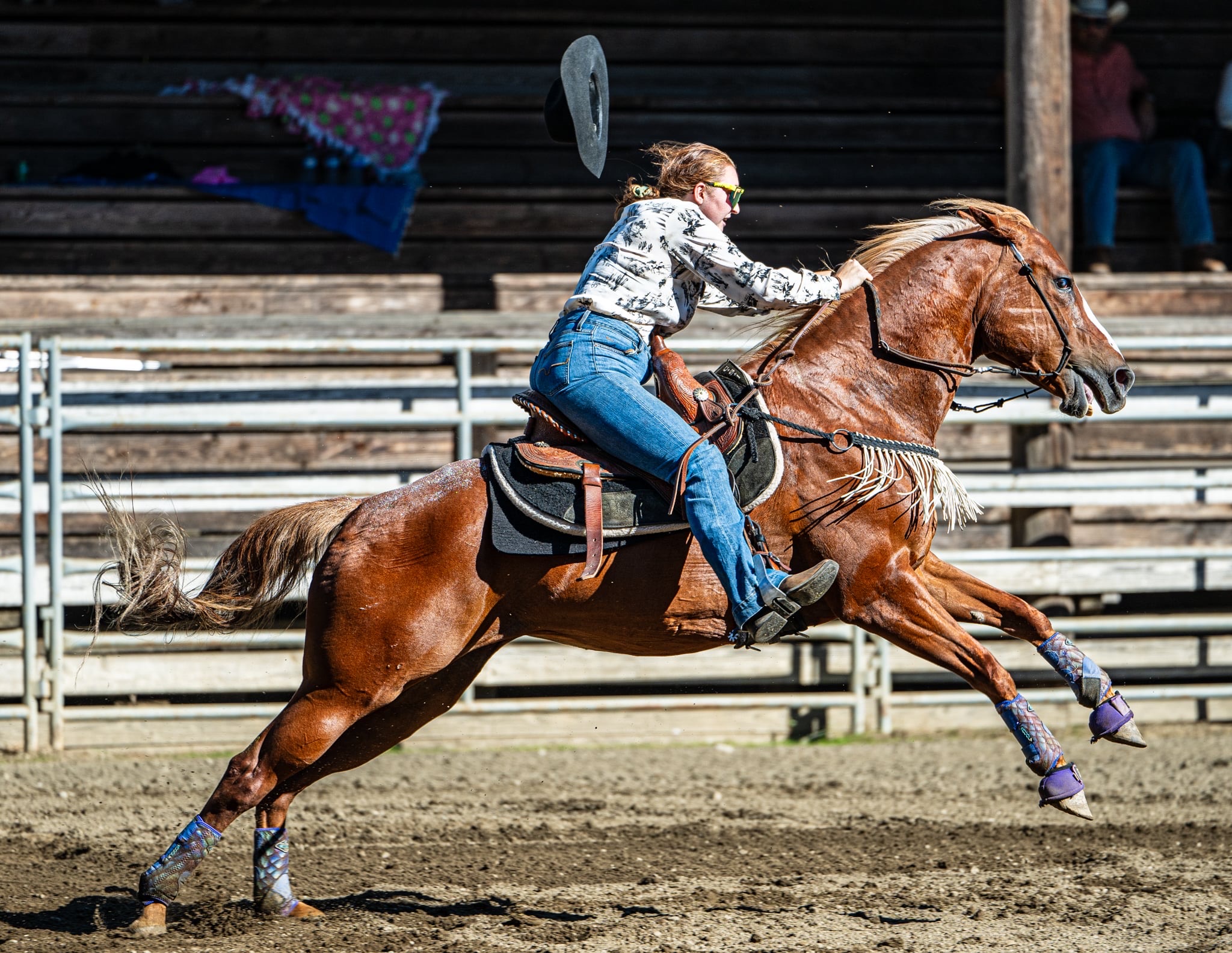 Quarter Horse performing reining at golden hour