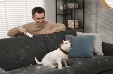 A man uses a lint roller to clean dog hair off a sofa while his dog sits on it.