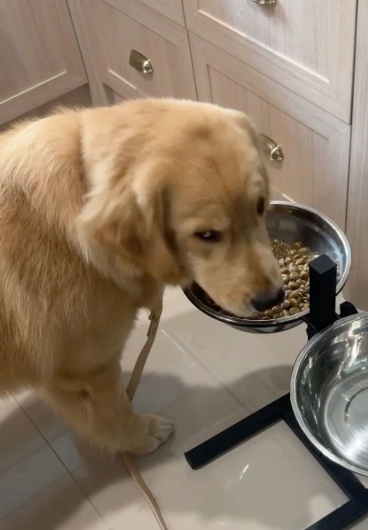 A golden retriever wearing a leash looks down into a raised metal bowl filled with kibble.
