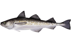 A full-body illustration of a fish with a dark, spotted back and a light belly.