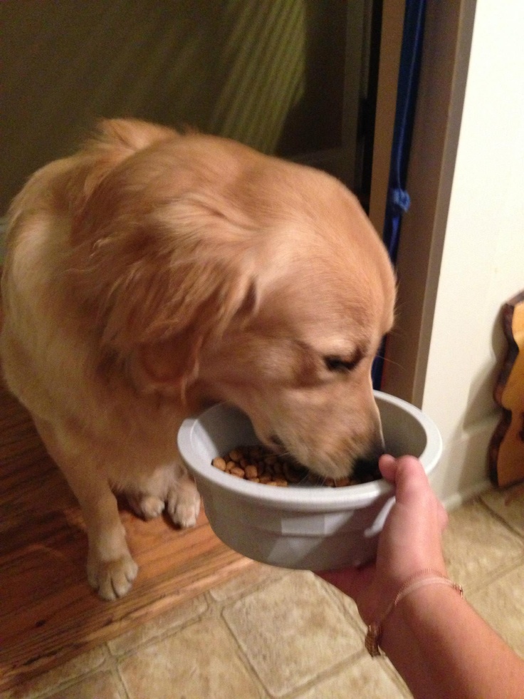 A person holds a bowl of food for a golden retriever to eat from.