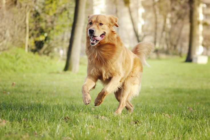 A golden retriever runs through a grassy field with trees in the background.