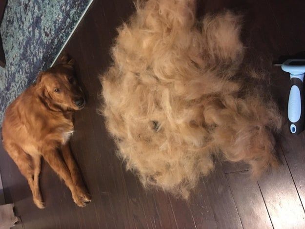 A golden-colored dog lying on the floor next to a very large pile of its own brushed-out fur.