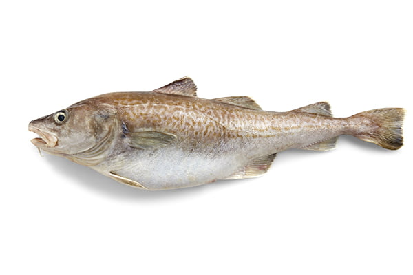 A whole raw cod fish with a light-colored underbelly, shown against a white background.