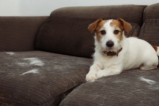 A white and brown dog lies on a brown couch covered in shed dog hair.