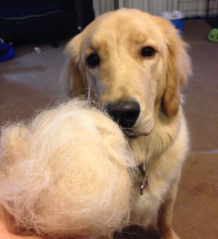 A golden retriever sits behind a very large ball of its own shed fur held in someone's hand.