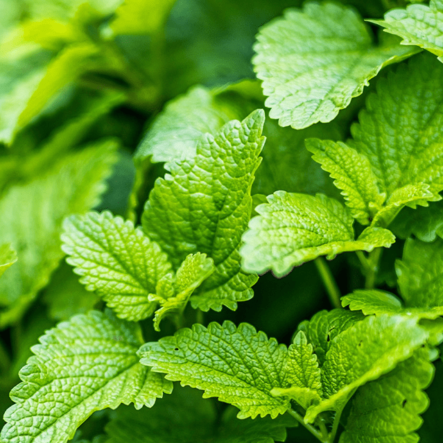 Close-up of vibrant green leaves with serrated edges.