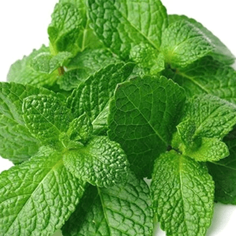 Close-up of fresh green mint leaves.