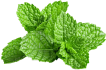 A cluster of fresh green mint leaves.