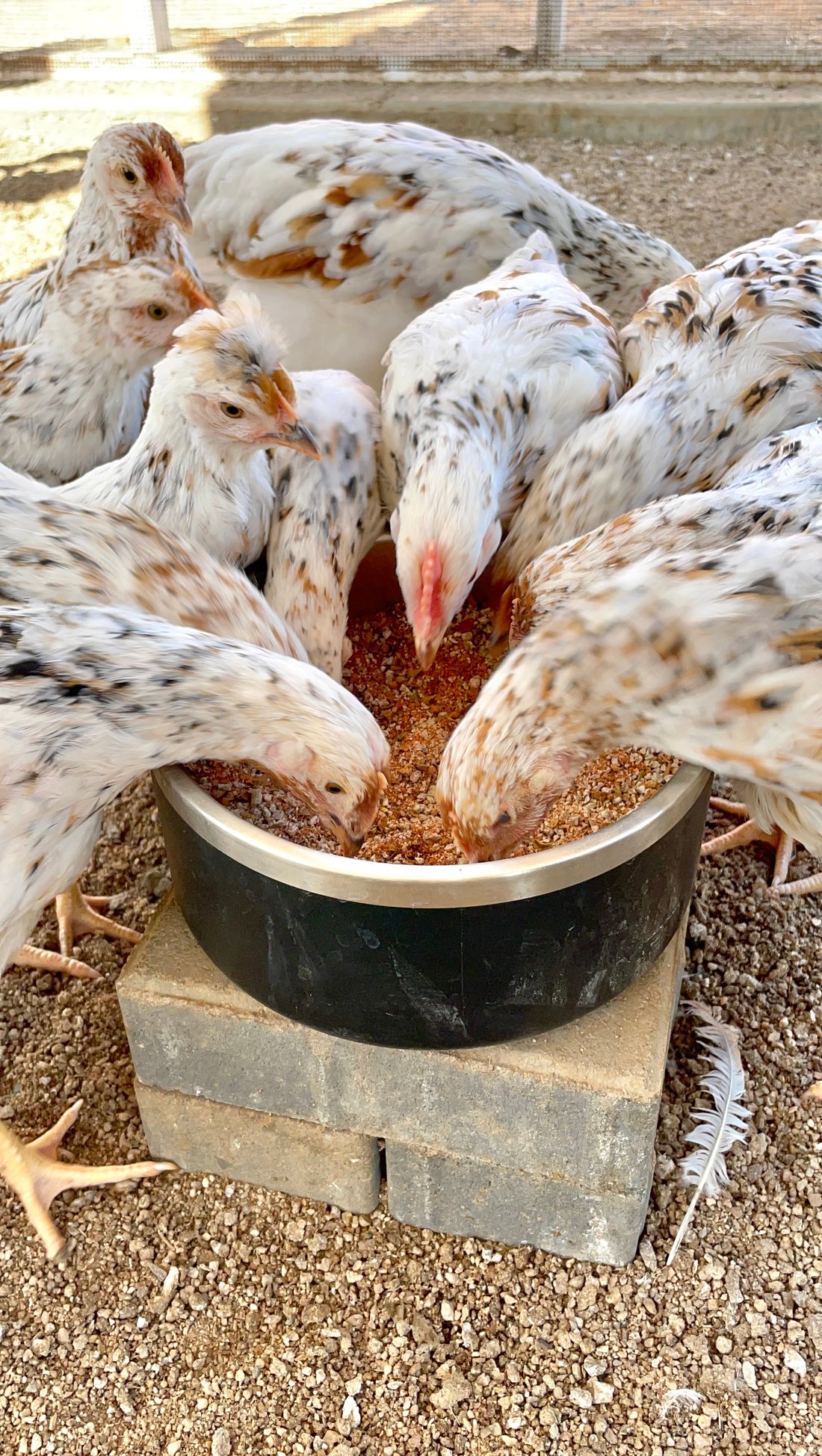 Several chickens eating from a bowl placed on bricks.