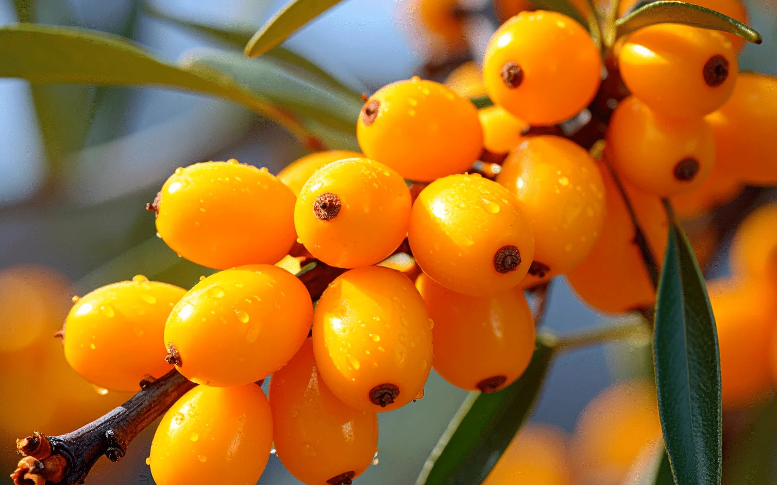 A close-up of bright orange berries with water droplets on a branch.